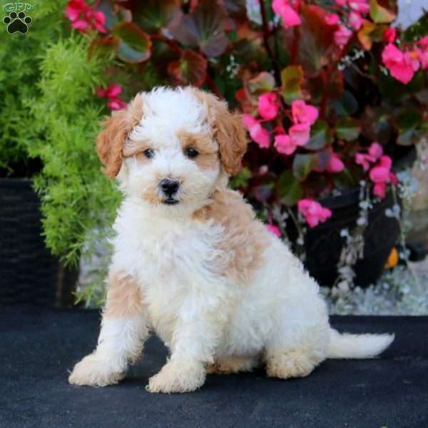 Laura, Mini Goldendoodle Puppy