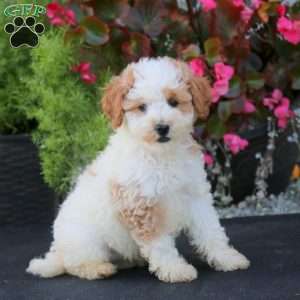 Laura, Mini Goldendoodle Puppy