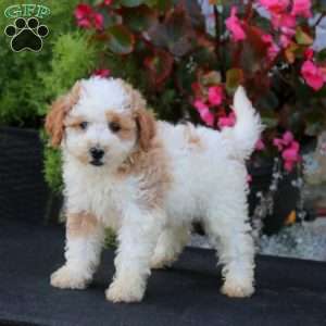 Laura, Mini Goldendoodle Puppy