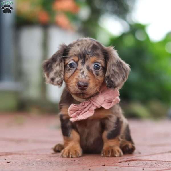 Laura, Dachshund Puppy