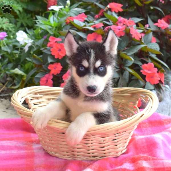 Lavern, Siberian Husky Puppy