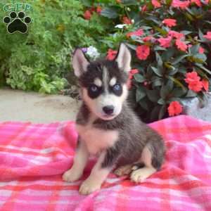 Lavern, Siberian Husky Puppy