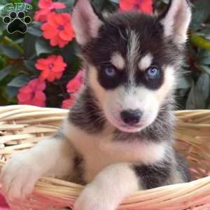Lavern, Siberian Husky Puppy