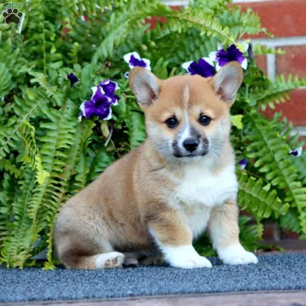 Lavon, Pembroke Welsh Corgi Puppy
