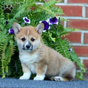 Lavon, Pembroke Welsh Corgi Puppy