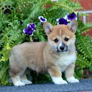 Lavon, Pembroke Welsh Corgi Puppy