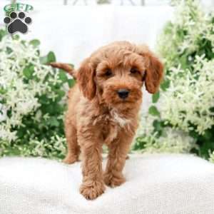 Lavon F1BB, Mini Goldendoodle Puppy