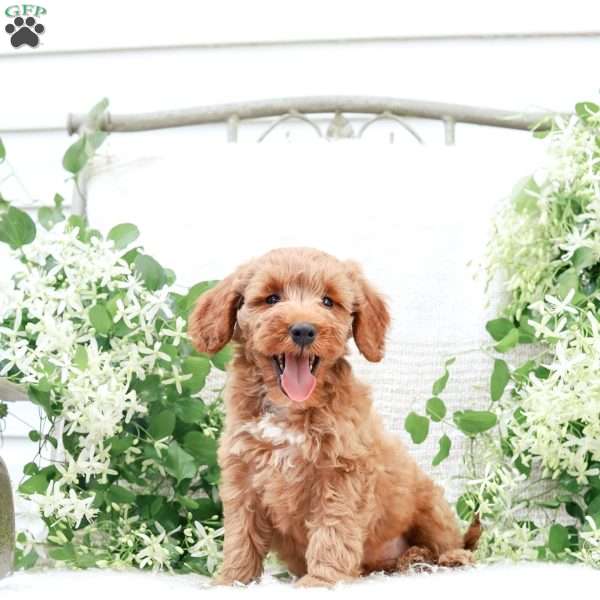 Lavon F1BB, Mini Goldendoodle Puppy