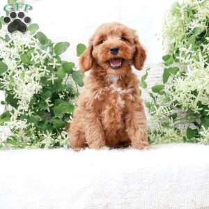 Lavon F1BB, Mini Goldendoodle Puppy