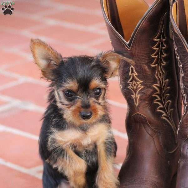 Lazor, Yorkie Puppy