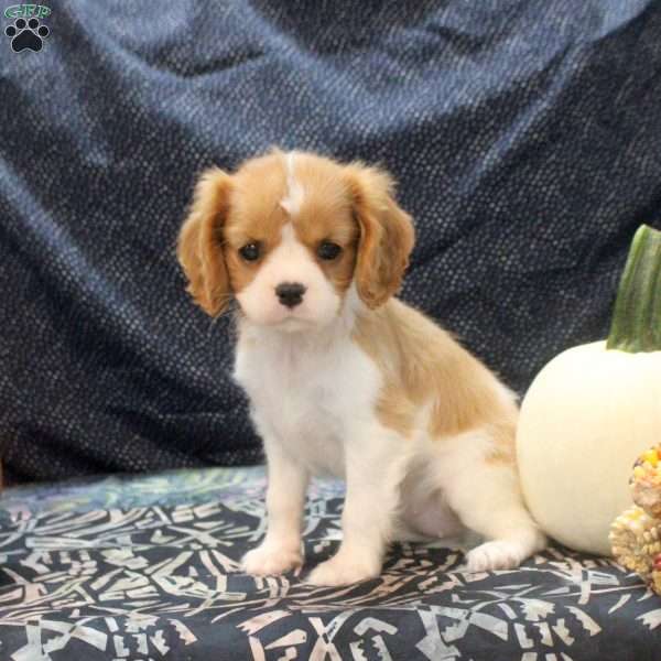Leah, Cavalier King Charles Spaniel Puppy