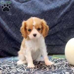 Leah, Cavalier King Charles Spaniel Puppy