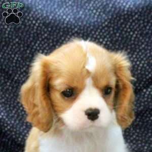 Leah, Cavalier King Charles Spaniel Puppy