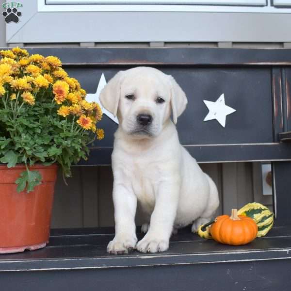 Legend, Yellow Labrador Retriever Puppy
