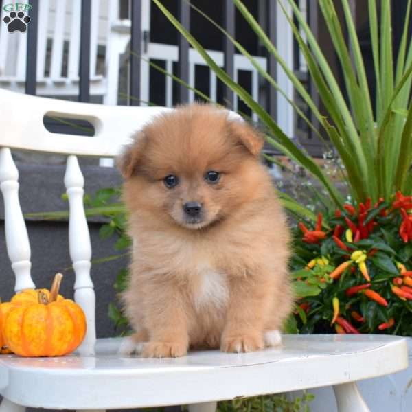 Legend, Pomeranian Puppy