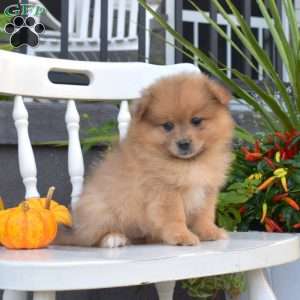 Legend, Pomeranian Puppy