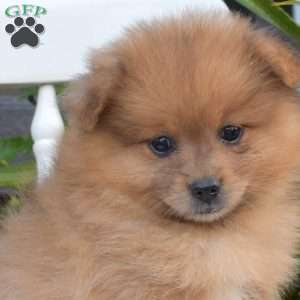 Legend, Pomeranian Puppy