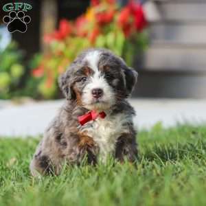 Lemonhead, Mini Bernedoodle Puppy