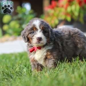 Lemonhead, Mini Bernedoodle Puppy