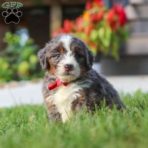 Lemonhead, Mini Bernedoodle Puppy