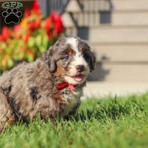 Lemonhead, Mini Bernedoodle Puppy