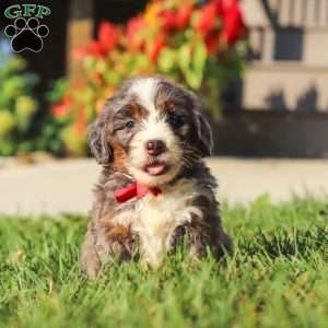 Lemonhead, Mini Bernedoodle Puppy