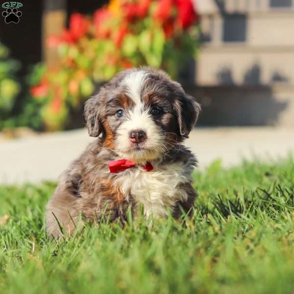 Lemonhead, Mini Bernedoodle Puppy