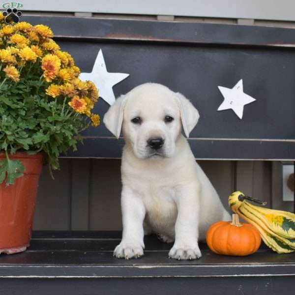 Leo, Yellow Labrador Retriever Puppy