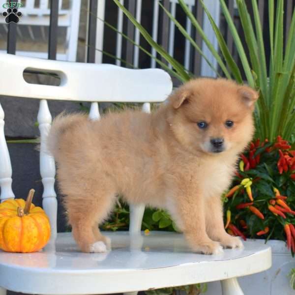 Leo, Pomeranian Puppy