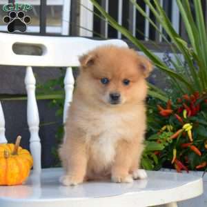 Leo, Pomeranian Puppy