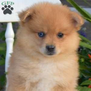 Leo, Pomeranian Puppy