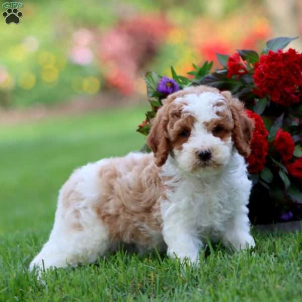 Leo, Cavapoo Puppy