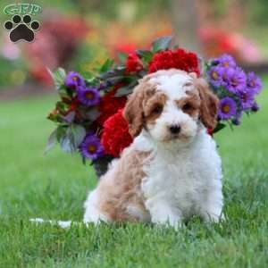 Leo, Cavapoo Puppy