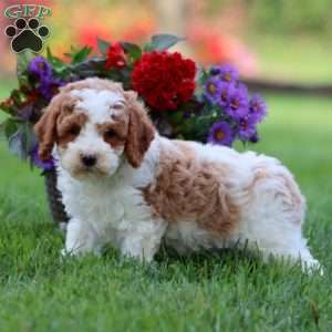 Leo, Cavapoo Puppy
