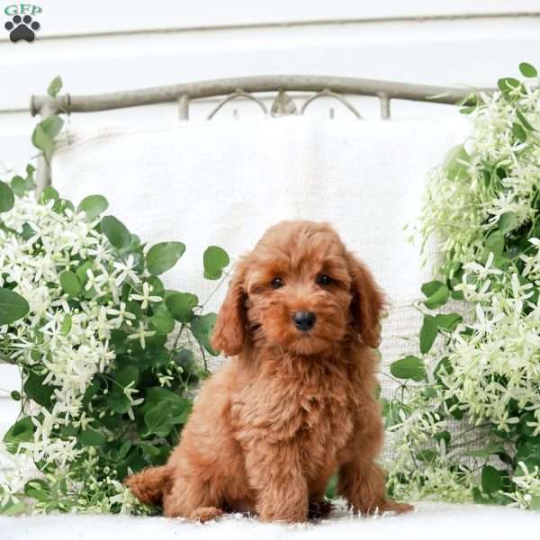 Leon F1BB, Mini Goldendoodle Puppy