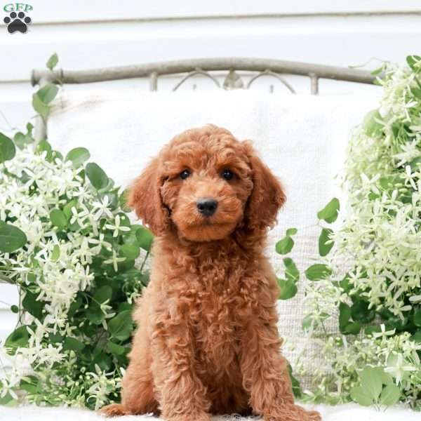 Levi F1BB, Mini Goldendoodle Puppy