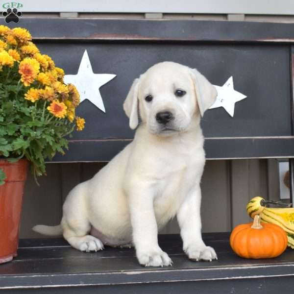 Lexi, Yellow Labrador Retriever Puppy