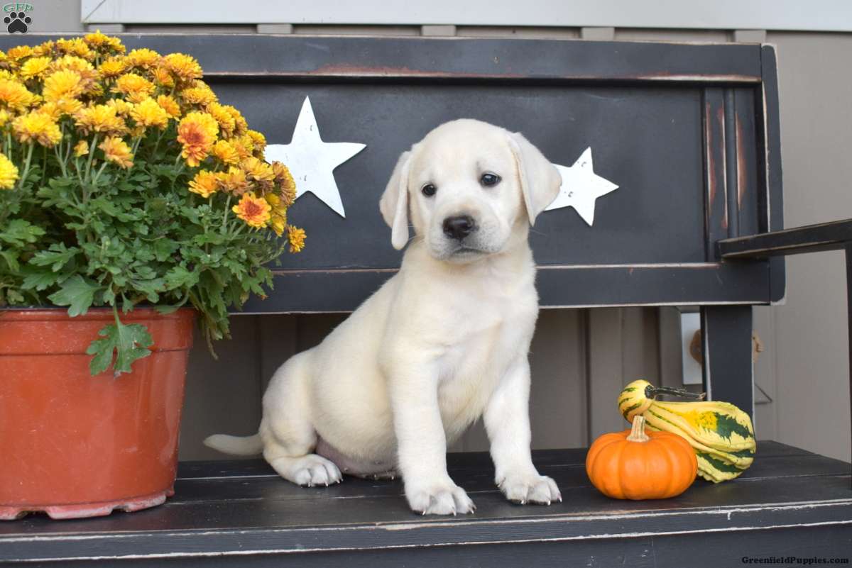 Lexi, Labrador Retriever