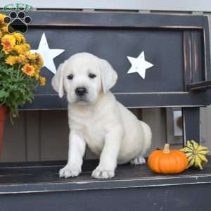 Lexi, Yellow Labrador Retriever Puppy
