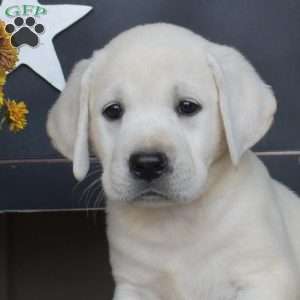 Lexi, Yellow Labrador Retriever Puppy