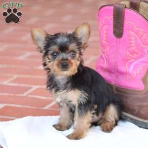 Lexi, Yorkie Puppy