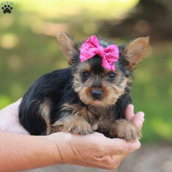 Lexi, Yorkie Puppy