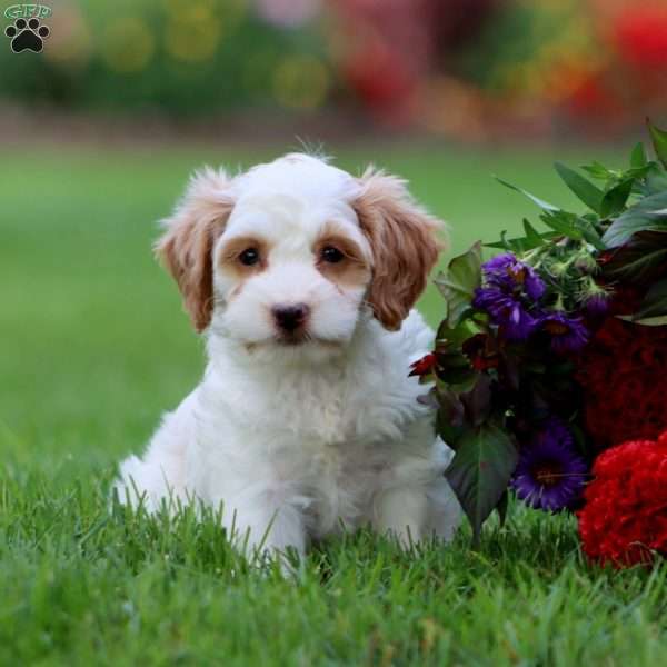 Lexie, Cavapoo Puppy