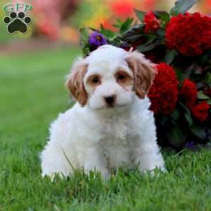 Lexie, Cavapoo Puppy