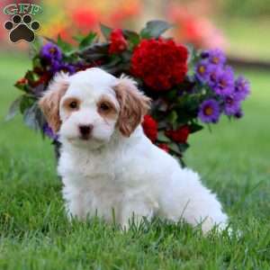 Lexie, Cavapoo Puppy