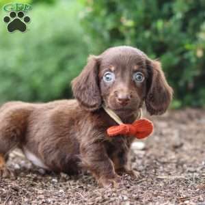 Liam, Dachshund Puppy