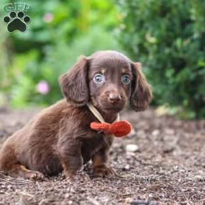 Liam, Dachshund Puppy