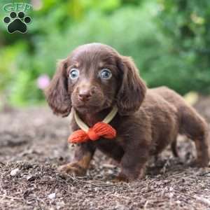 Liam, Dachshund Puppy
