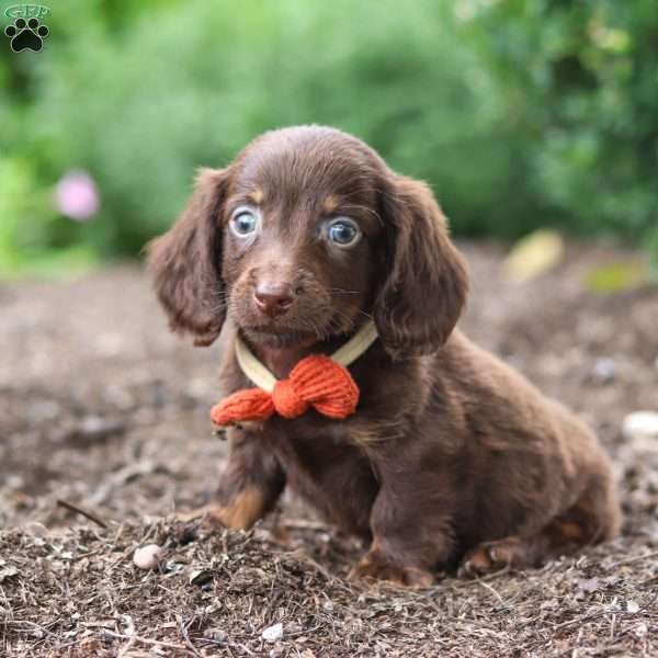 Liam, Dachshund Puppy