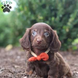 Liam, Dachshund Puppy
